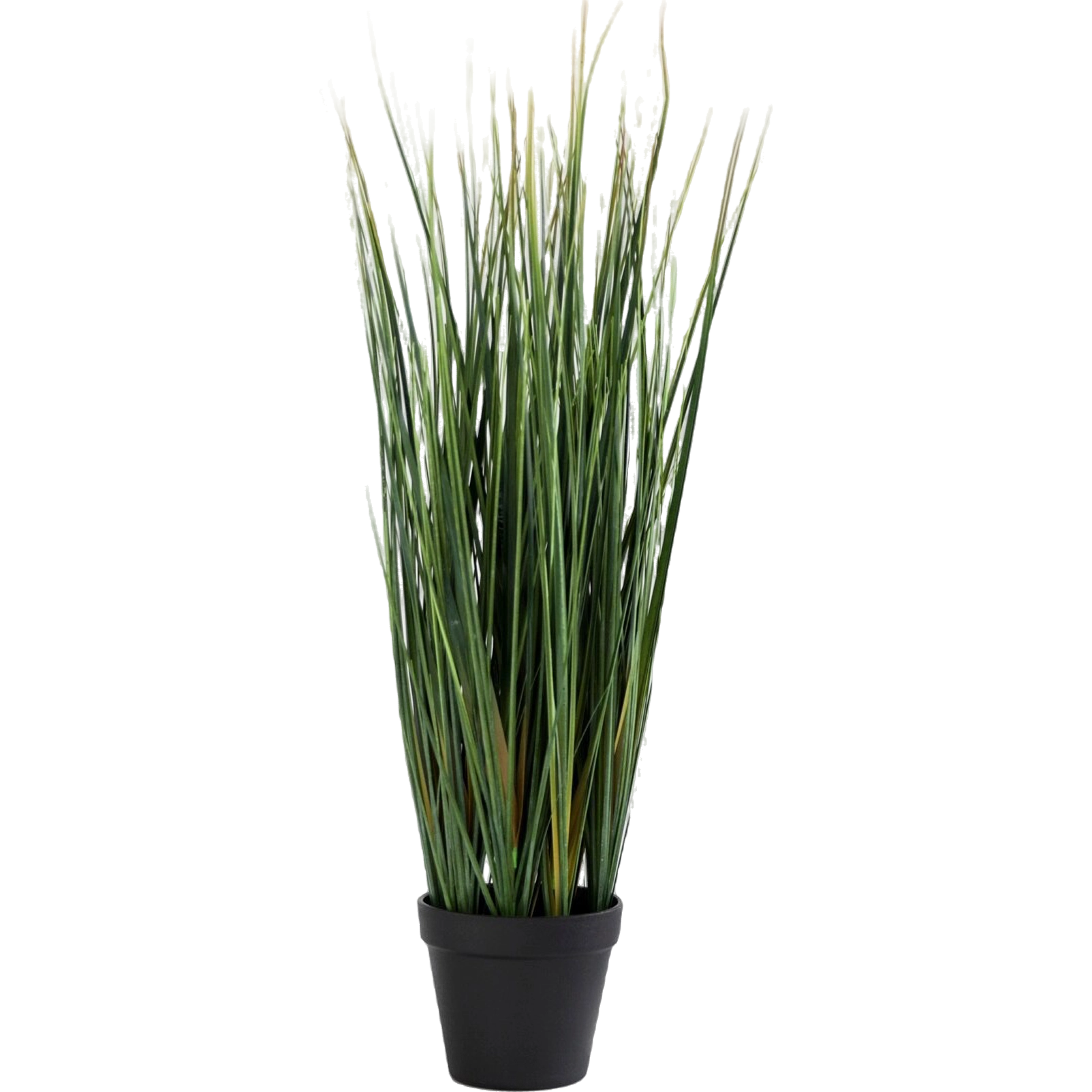 lemon-grass