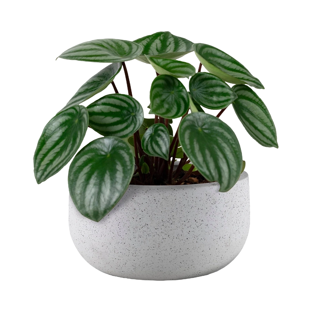 peperomia