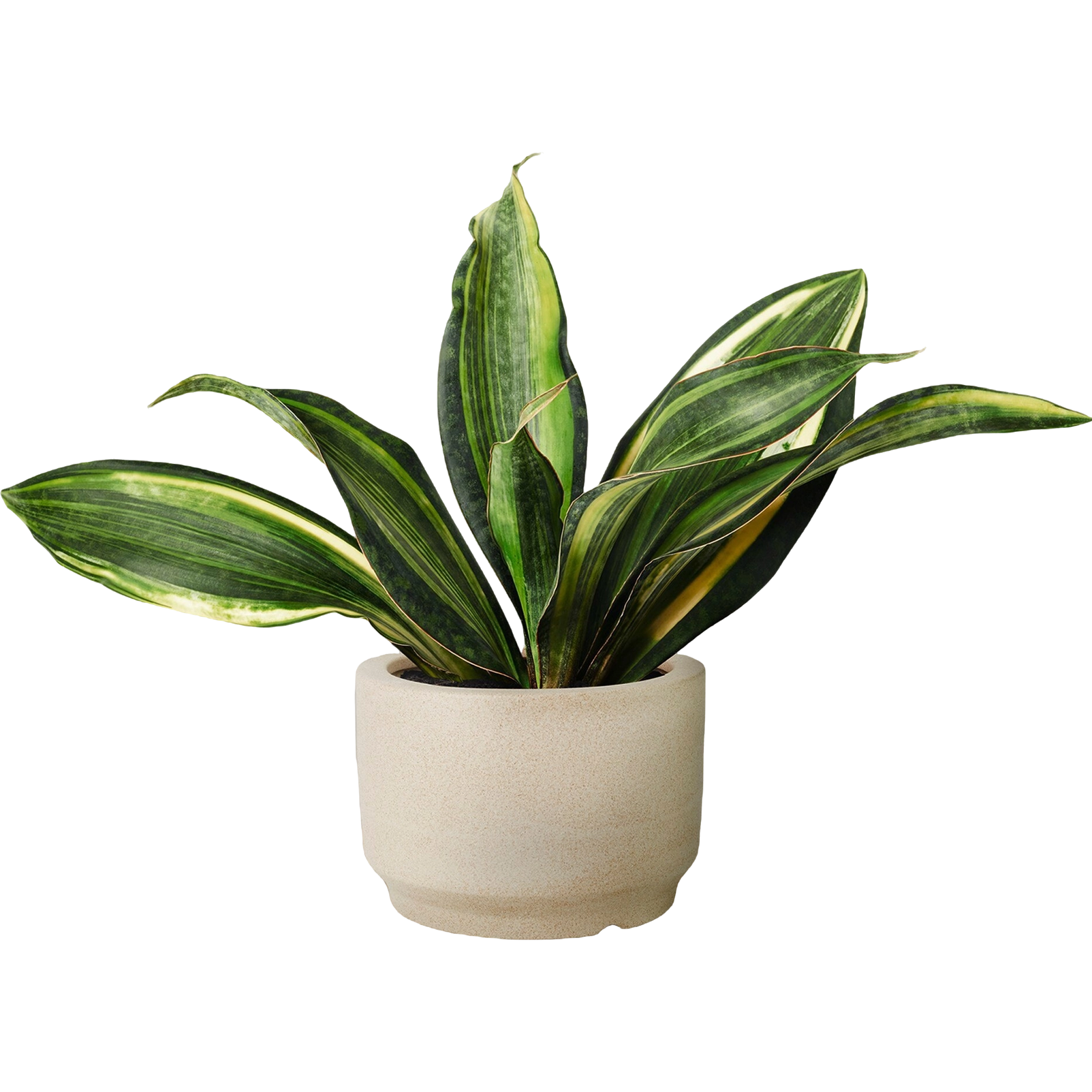 snake-plant