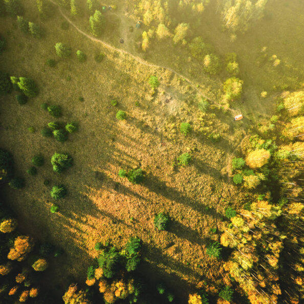 Top down aerial view of bright green spruce and yellow autumn trees in fall forest.