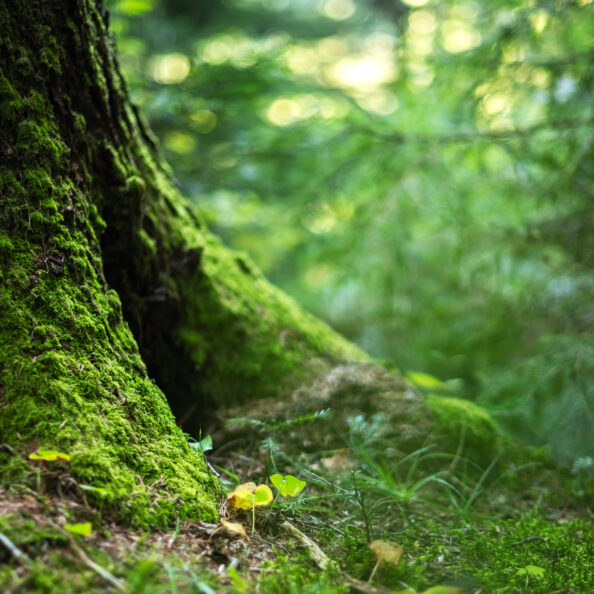 Nature background with green moss growing on the roots of a old tree trunk in a forest