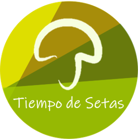 TIEMPO DE SETAS -LOGO